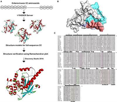 Structure Prediction and Potential Inhibitors Docking of Enterovirus 2C Proteins